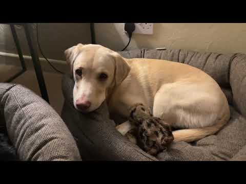 Please Enjoy This Video Of A Man Telling His Two Dogs A Scary Bedtime Story And Its Wholesome Twist